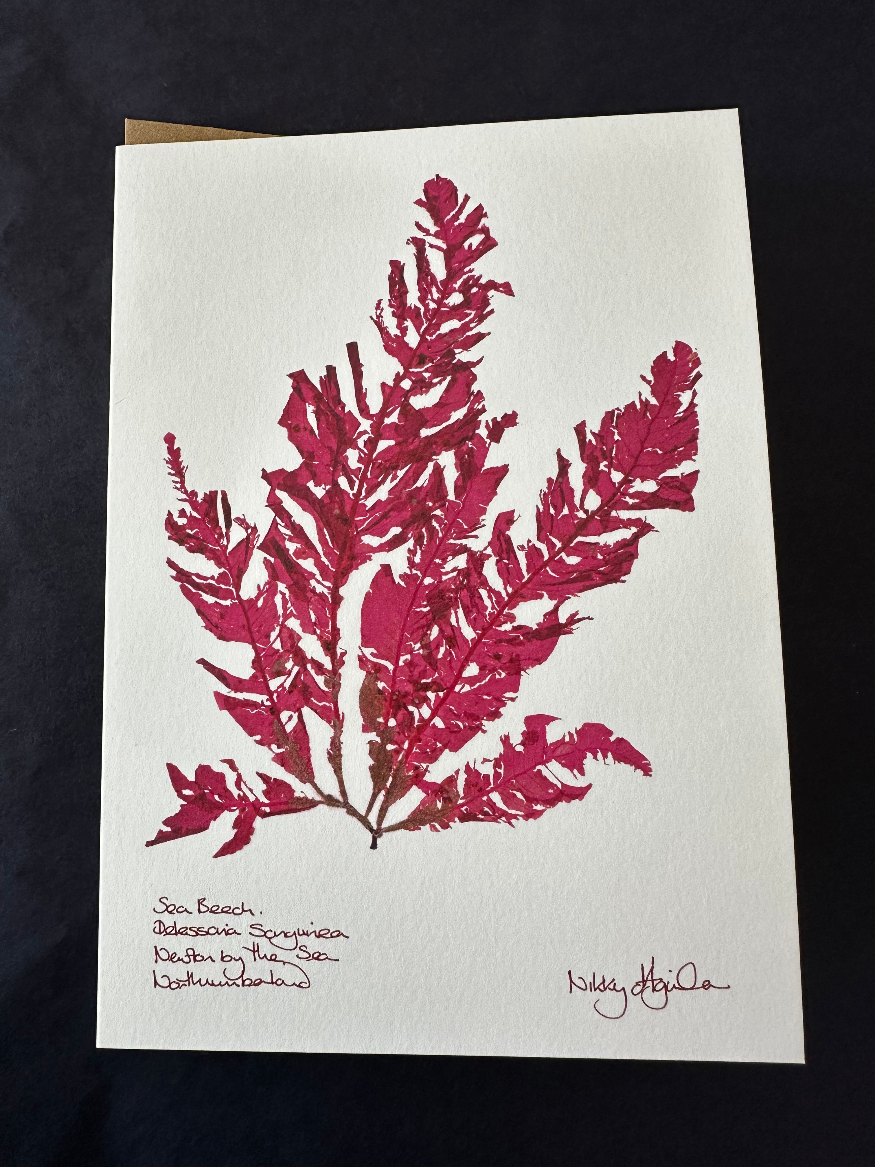 Sea Beech Dark Pink Seaweed Card