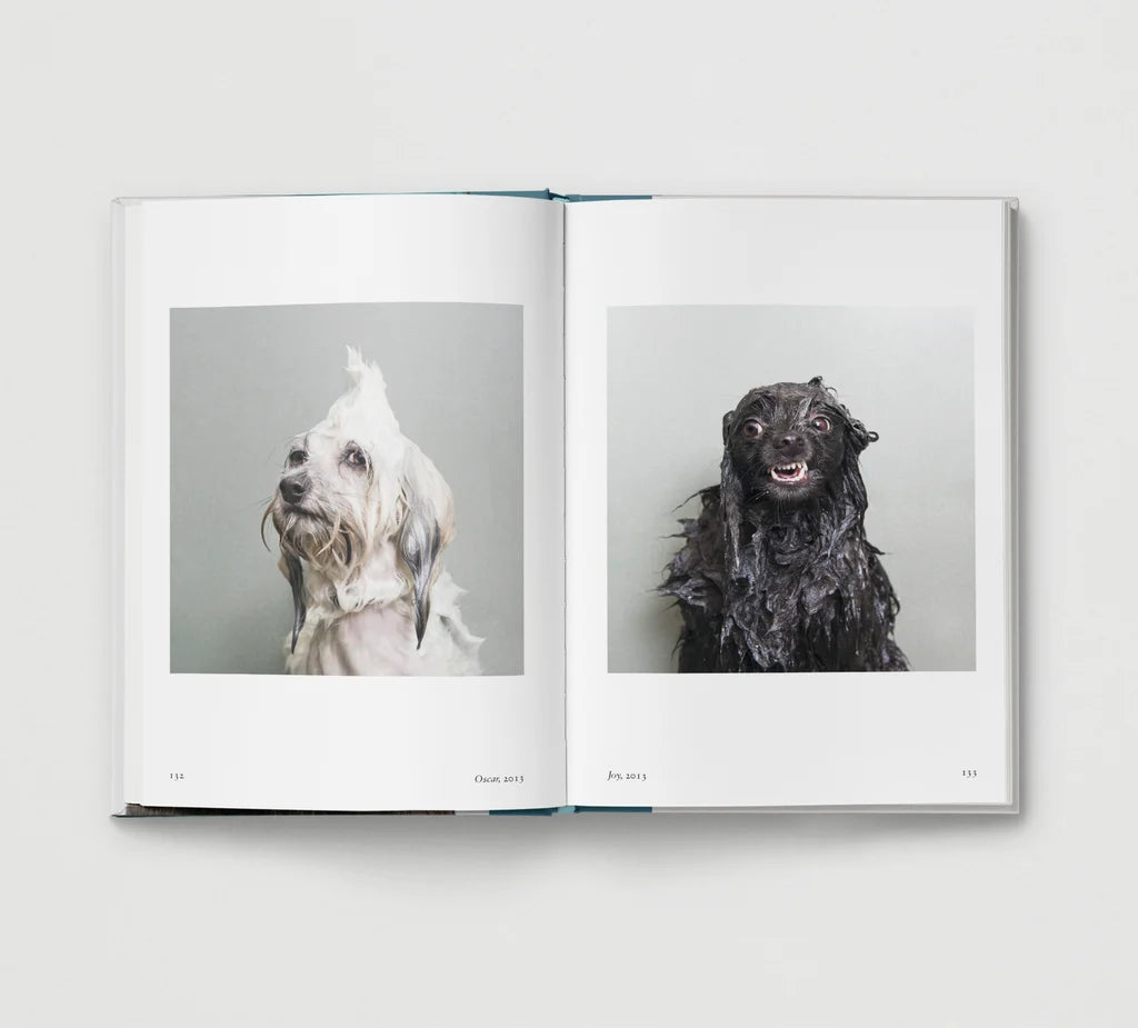 New Photography Of The Dog