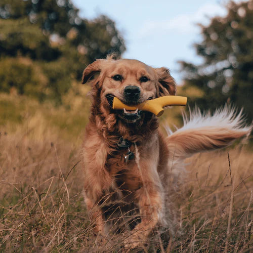 Super Stick Dog Toy