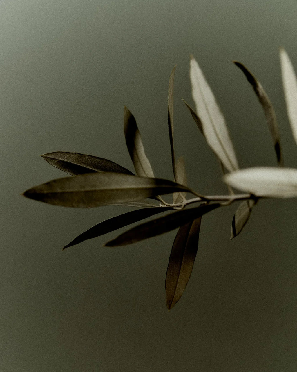 Atlas Cedar | Fragrance Oil