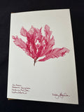 Sea Beech Light Pink Seaweed Card