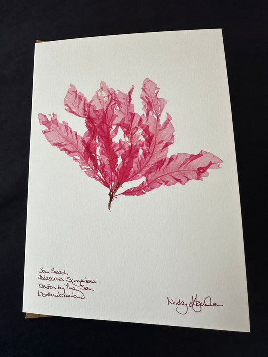 Sea Beech Light Pink Seaweed Card