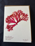 Beautiful Fan Seaweed Card