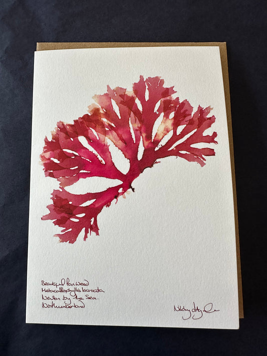 Beautiful Fan Seaweed Card