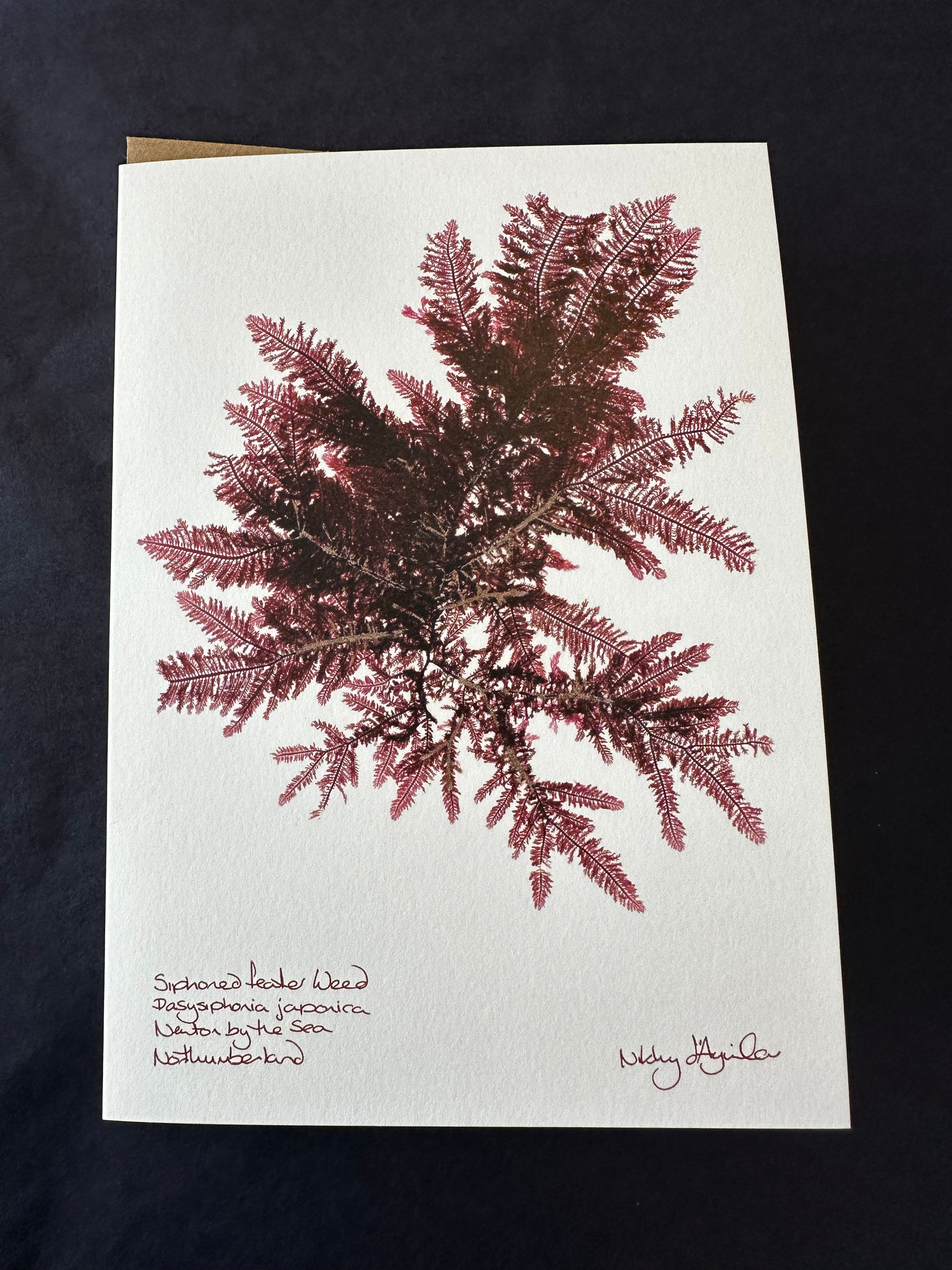 Siphoned Feather Seaweed Card