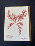 Sea Beech Seaweed Card