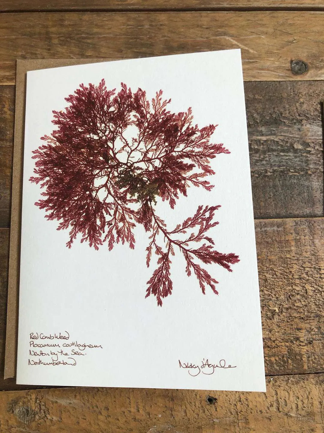 Red Comb Seaweed Card