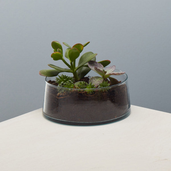 Low Glass Dish
